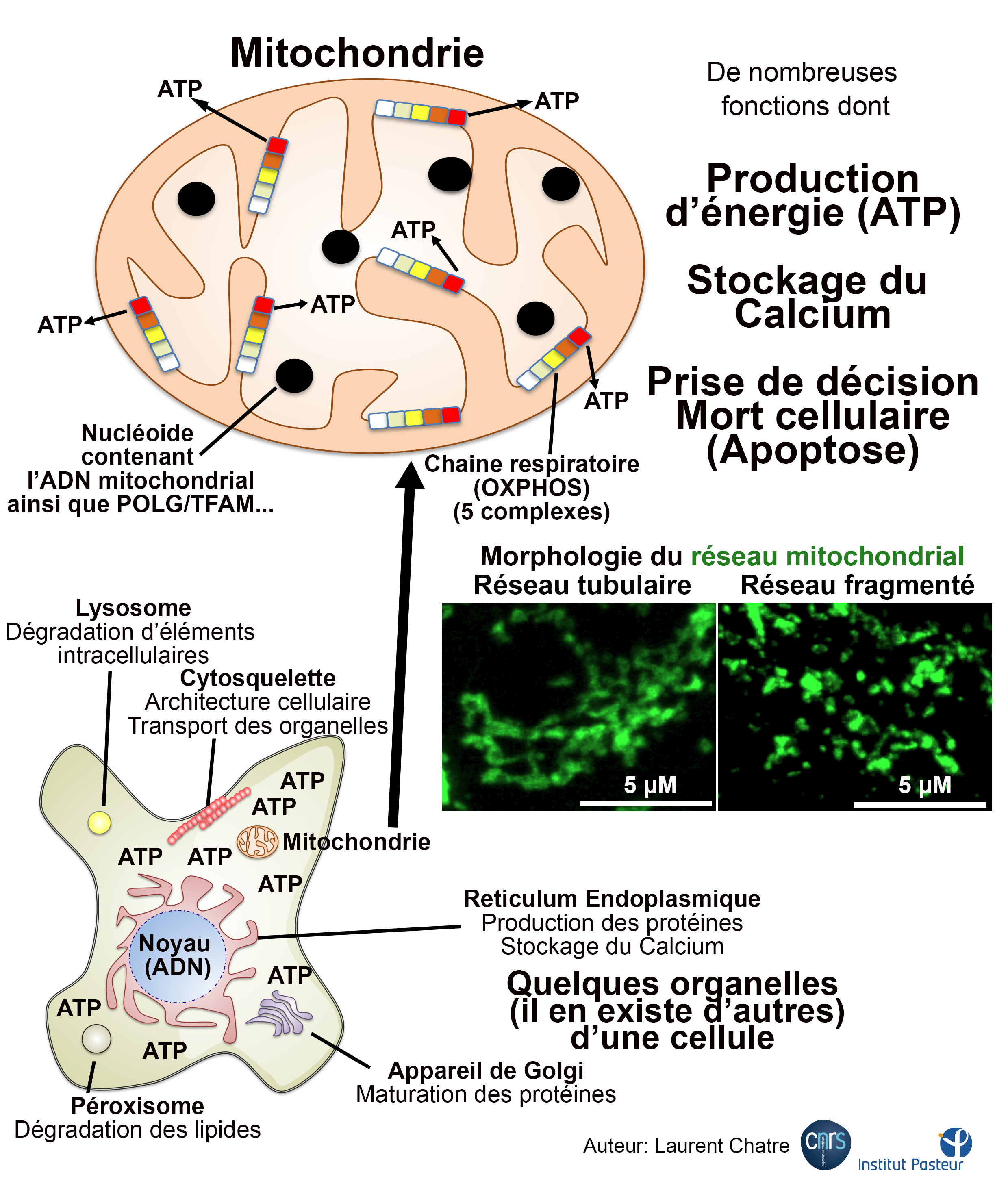 Les Mitochondries | Planet-Vie